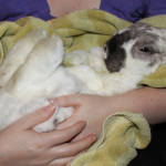 bunnyRelaxing_2