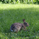 Permalink to The Bunny Rabbits of Logan Square loganSquareBunnyRabbits_2