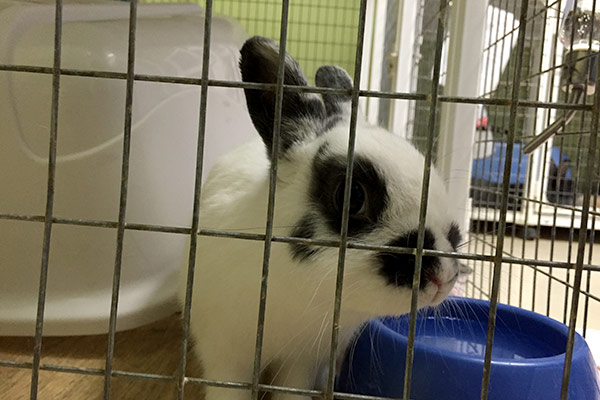 bunnySaturday_10