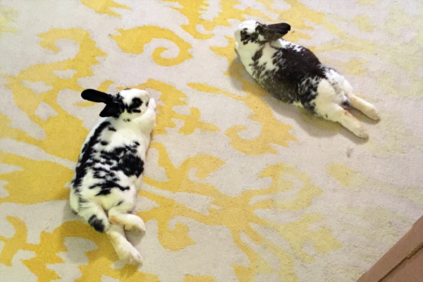bunnySunday_2