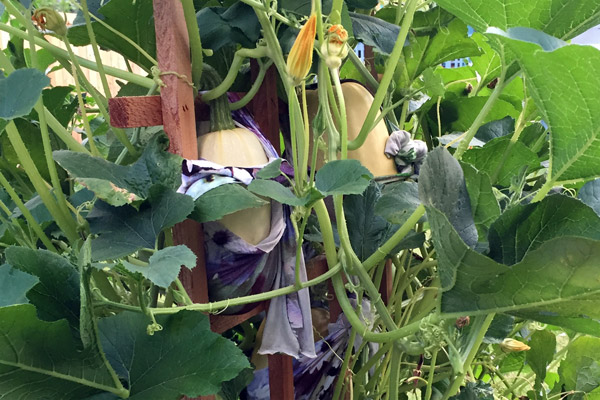 firstSpaghettiSquash_1