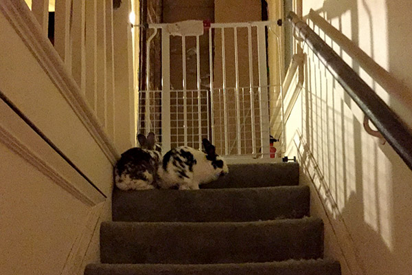 bunniesstairs_1