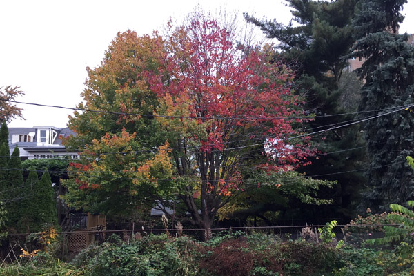 treechangingcolor-2