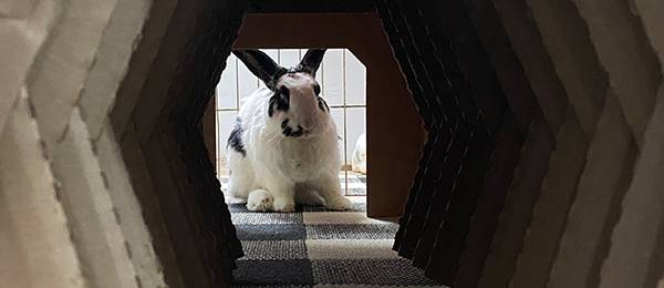 Bunny Tunnel Vision
