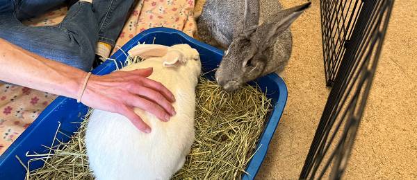 Hugo: Bunny Rabbit Speed Dating @ Red Door Animal Shelter