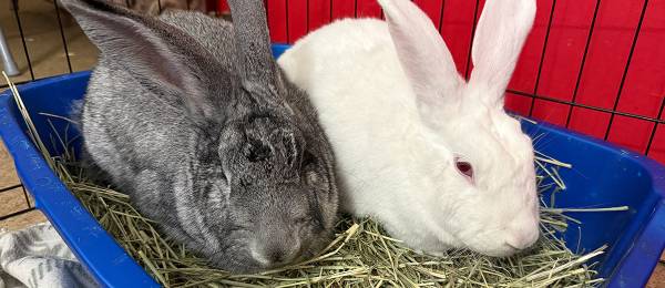 Hugo: Bunny Rabbit Speed Dating @ Red Door Animal Shelter Part 2