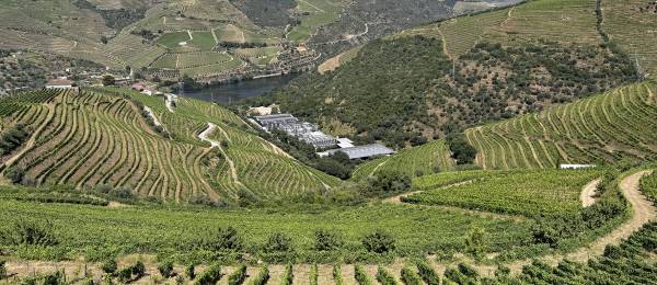 Porto, Day 3: Tour of Duoro Valley, Wine Tasting at Quinta dos Castelares, Lunch at Vista D’ouro, Duoro River Cruise, Port Tasting at Quinta de Santa Eufemia, Livraria Lello, Frozen Pizza and Wine for Dinner